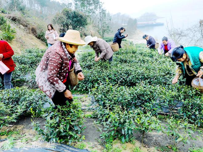 夷陵2024年早春茶开采(图1)