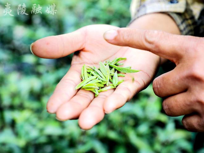 夷陵2024年早春茶开采(图2)