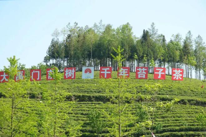 春游绵阳观花乡野‖春日好时光一起“趣”采茶吧(图2)