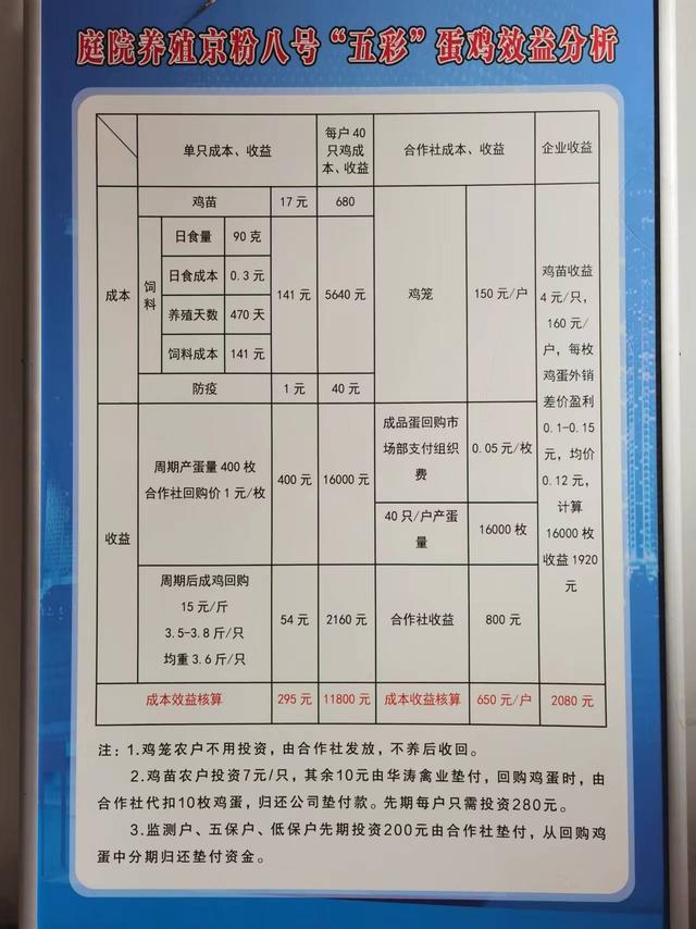 2024驻村见闻①｜小庭院大收益：刘皮村五彩蛋鸡养殖铺就致富路(图2)