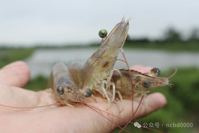 养殖户喊话饲料厂：解放思想你们得变了！水产养殖的下一个变革一定在这里(图3)