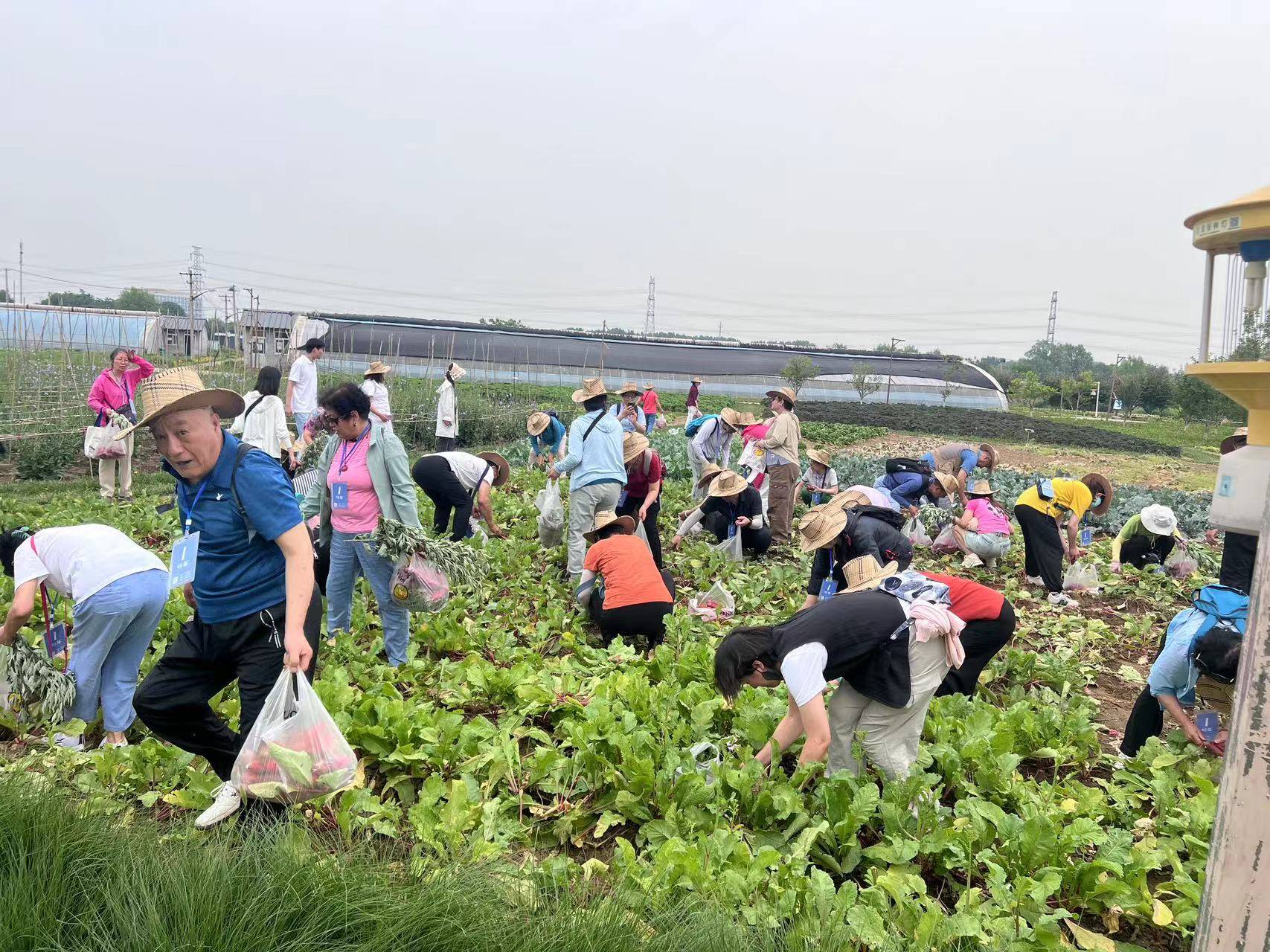 通州人社开展2024年社会化管理退休人员助力乡村振兴实践活动(图2)