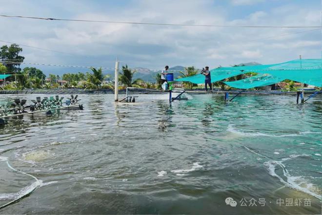 越南：2025年水产养殖领域的喜和忧！事关每一位养殖户！(图5)