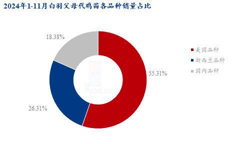 Mysteel解读：2024年白羽父母代鸡苗销量可观2025年商品苗市场或迎挑战(图1)