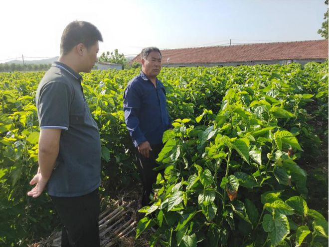 桑蚕养殖有保障大地保险在身旁——大地保险日照中支深耕农险服务助力桑蚕养殖安心无忧(图1)