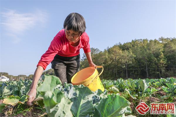 【组图】三明宁化：冬闲田变“聚宝盆”(图1)