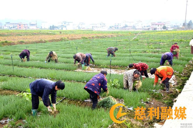 慈利县硒源蔬菜种植专业合作社今春第一茬香葱喜获丰收(图2)